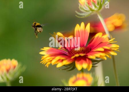 Hummel auf einem gelb - roten Asterblüte isoliert vor verschwommenem grünen Hintergrund Stockfoto