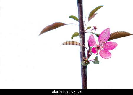 Blühender Apfelbaum mit rosa Blüten auf weißem Hintergrund. Stockfoto