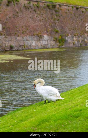 Schwan in der Nähe des schützenden Graben mit Wasser rund um das Schloss. Swan ruht in der Nähe des Teiches. Schloss Kronborg der Stadt Helsingør, Dänemark Stockfoto