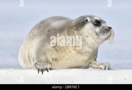 Jungrobbe ruht auf einer Eisscholle. Vorderansicht, Nahaufnahme. Die bärtige Dichtung, auch die quadratische Flipperdichtung genannt. Wissenschaftlicher Name: Erignathus barbatus Stockfoto