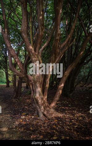 Knorrige und verdrehten Ästen eines Rhododendron Baum Stockfoto