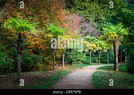 Ein Weg mit Palmen in einem Garten mit Herbst Laub gefüttert Stockfoto