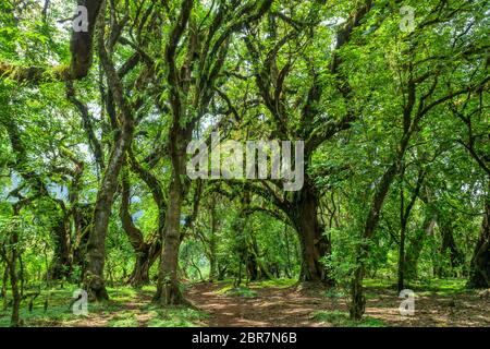 Harenna Wald, im Hochland der Bale Mountains. Eine der wenigen noch verbliebenen natürlichen Wälder im Land. Oromia Region, Äthiopien w Stockfoto