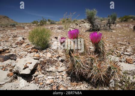 Blühender Igelkaktus von Engelmann, Nevada Stockfoto