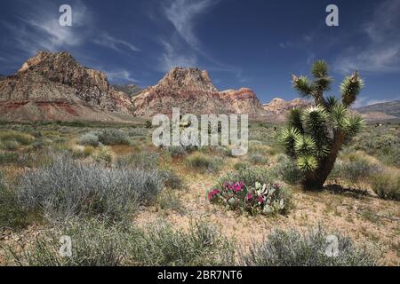 Blühender Beavertail Cactus im Red Rock Canyon National Conservation Area, Nevada Stockfoto