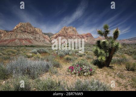 Blühender Beavertail Cactus im Red Rock Canyon National Conservation Area, Nevada Stockfoto