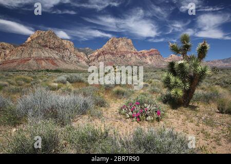 Blühender Beavertail Cactus im Red Rock Canyon National Conservation Area, Nevada Stockfoto