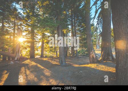Landschaftlich schöner Blick auf den Baum mit Sonnenuntergang Licht, Vintage-Stil. Stockfoto