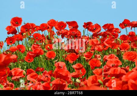 Klatschmohn vor blauem Himmel Stockfoto