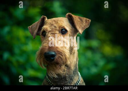 Ein wunderschönes Portrait des Airedal Terrier Kopf auf einer Wiese vor einem Wald mit einem hundehalsband. Lebendige Farben. Stockfoto