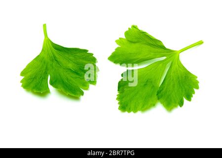 Grüne Sellerieblätter auf weißem Hintergrund. Ansicht von oben und aus der Nähe von sellerieblätter. Stockfoto