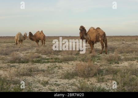 Kamel zu Fuß auf die trockene Steppe in Zentralasien. Stockfoto