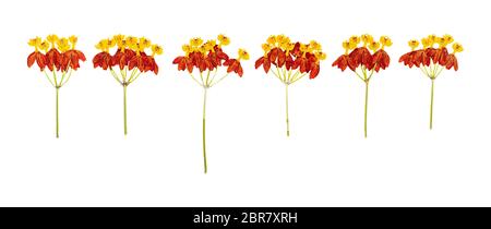 Leiter der gepressten rosa Trockenblumen isoliert Set Stockfoto