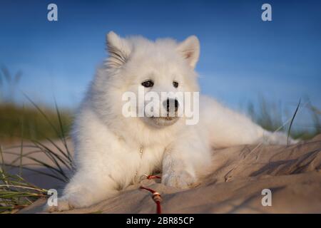 Samoyed Welpe liegt auf dem Sand in den Dünen, schaut in die Ferne Stockfoto