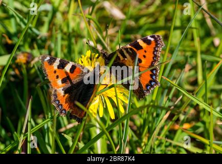 Kleine Schildkrötenschmetterlinge auf Löwenzahn Blume im Sonnenschein, Schottland, Großbritannien Stockfoto