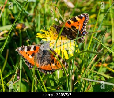 Kleine Schildkrötenschmetterlinge auf Löwenzahn Blume im Sonnenschein, Schottland, Großbritannien Stockfoto