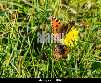 Kleine Schildkrötenschmetterlinge auf Löwenzahn Blume im Sonnenschein, Schottland, Großbritannien Stockfoto