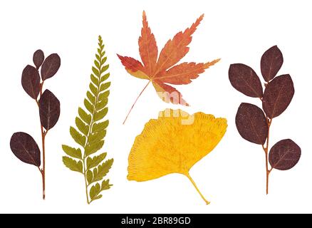 Satz von asiatischen Trocken gepresste Blätter in verschiedenen Formen von verschiedenen Blumen und Bäume isoliert auf weißem Stockfoto