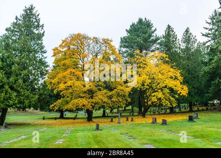 Szene von Ahorn drei im Herbst auf dem Friedhof.. Stockfoto