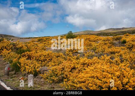 Blühende gelbe Genista auf dem Plateau Paul da Serra auf der Insel Madeira in Portugal. Stockfoto