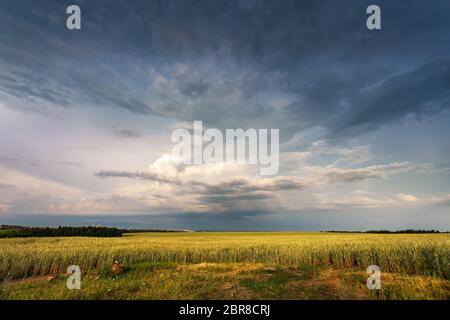 Sturm dunkle Wolken über dem Feld. Gewitter über ein Weizenfeld. Ländliche Szene in Belarus, Europa Stockfoto