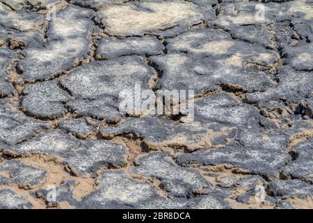 Hohen Winkel riparian closeup in einer Salzlake Lagune in der Camargue, eine Region im Süden Frankreichs Stockfoto