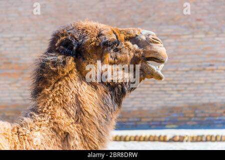 Kamel in der Straße von Itchan Kala, ummauerten Innenstadt der Stadt Chiwa, Usbekistan. Stockfoto