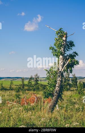 Einsame Birke mit gebrochenen Stamm und Äste auf der Wiese mit Blumen. Stockfoto