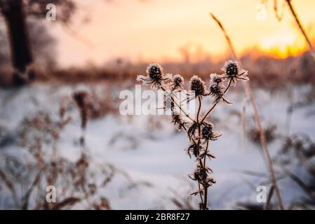 Milchglas Wiese Blumen im Licht der untergehenden Sonne Stockfoto