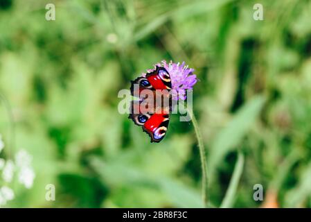 Nymphalis io oder europäischen Tagpfauenauge sitzen auf dem rosa Blume Stockfoto