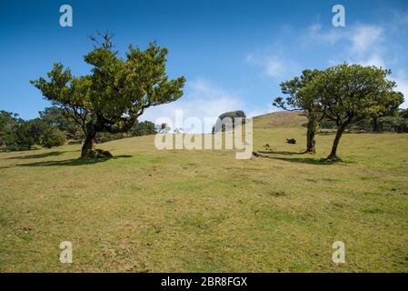 Der alte Lorbeerwald in Fanal mitten im Laurissilva Wald. Der Wald liegt auf dem Paul da Serra Plateu auf der Insel Madeira Stockfoto