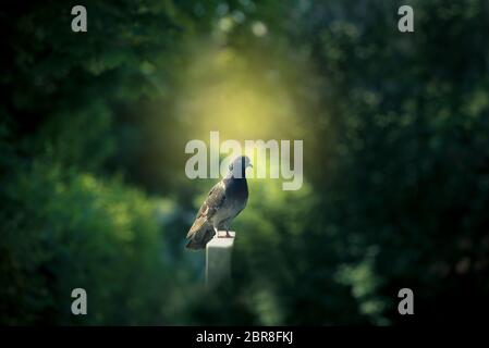 Die graue Taube ist Wandern auf dem Regal im Hintergrund verschwommen grünen Bäumen. Stockfoto