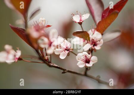 Prunus cerasifera, bekannt als Kirschpflaume und Myrobalan Pflaume, blüht im Frühjahr in Littleton, Massachusetts, USA Stockfoto