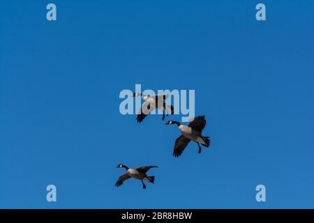 Eine Gruppe von Kanada Gänse absteigend in Richtung zu einem Teich. Stockfoto