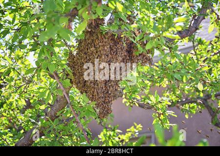 Schwarm von Honigbienen, ein eusozial fliegendes Insekt innerhalb der Gattung APIs mellifera der Bienenschnur. Schwärmen Carniolan italienische Honigbiene auf einem Pflaumenbaum-BH Stockfoto