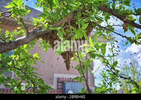 Schwarm von Honigbienen, ein eusozial fliegendes Insekt innerhalb der Gattung APIs mellifera der Bienenschnur. Schwärmen Carniolan italienische Honigbiene auf einem Pflaumenbaum-BH Stockfoto