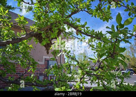Schwarm von Honigbienen, ein eusozial fliegendes Insekt innerhalb der Gattung APIs mellifera der Bienenschnur. Schwärmen Carniolan italienische Honigbiene auf einem Pflaumenbaum-BH Stockfoto