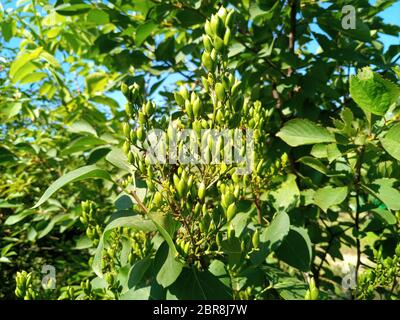 Reifende Samen von Flieder. Fortpflanzung von Fliedersamen. Stockfoto