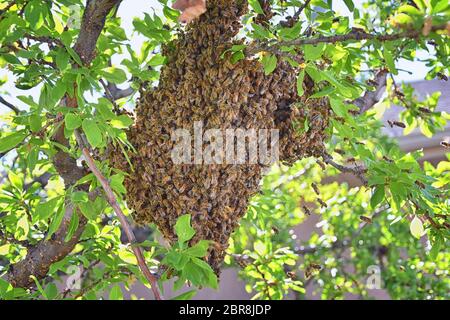 Schwarm von Honigbienen, ein eusozial fliegendes Insekt innerhalb der Gattung APIs mellifera der Bienenschnur. Schwärmen Carniolan italienische Honigbiene auf einem Pflaumenbaum-BH Stockfoto