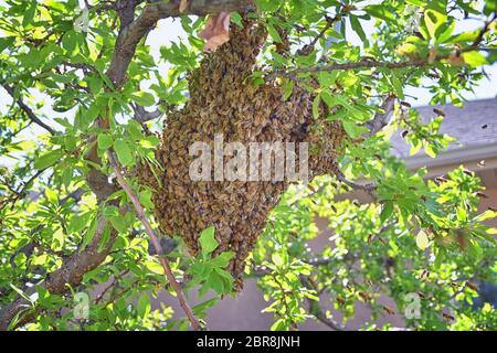 Schwarm von Honigbienen, ein eusozial fliegendes Insekt innerhalb der Gattung APIs mellifera der Bienenschnur. Schwärmen Carniolan italienische Honigbiene auf einem Pflaumenbaum-BH Stockfoto
