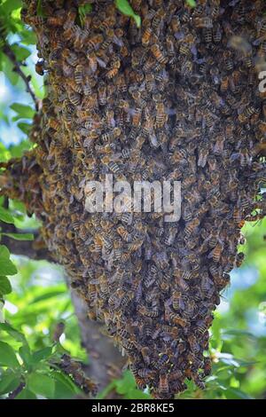 Schwarm von Honigbienen, ein eusozial fliegendes Insekt innerhalb der Gattung APIs mellifera der Bienenschnur. Schwärmen Carniolan italienische Honigbiene auf einem Pflaumenbaum-BH Stockfoto