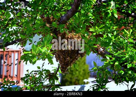 Schwarm von Honigbienen, ein eusozial fliegendes Insekt innerhalb der Gattung APIs mellifera der Bienenschnur. Schwärmen Carniolan italienische Honigbiene auf einem Pflaumenbaum-BH Stockfoto