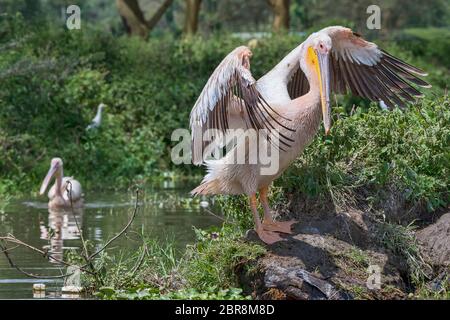 Rosapelikane (Pelecanus onocrotalus), Lake Naivasha Nationalpark, Kenia, Afrika Stockfoto