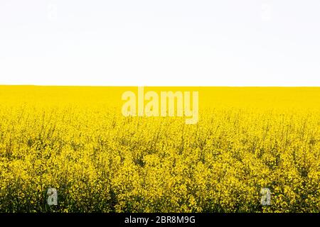 Gelbe Rapsfeld in Westaustralien Stockfoto