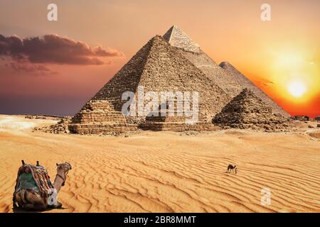 Kamele in der Wüste bei Sonnenuntergang vor der berühmten Pyramiden von Gizeh. Stockfoto