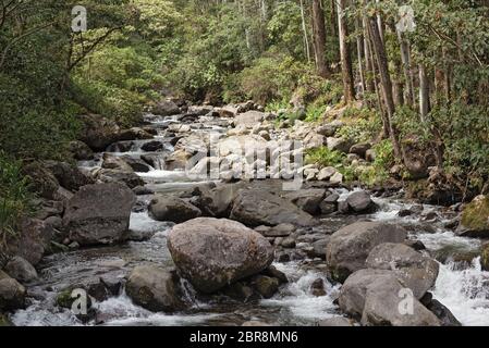 Kleiner Bach in Volcan Baru National Park Panama Stockfoto