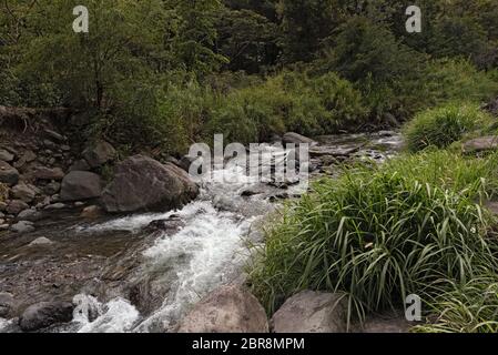 Kleiner Bach in Volcan Baru National Park Panama Stockfoto