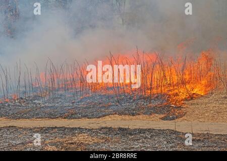 Feuer durch die prarie Gras in Spring Valley Natur Centrer in Schaumburg, Illinois verschieben Stockfoto