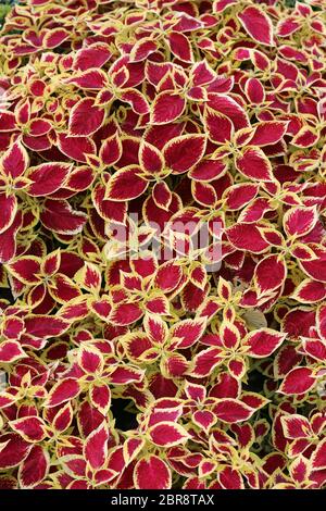 Rote Blätter mit gelben Rändern von Coleus Pflanzen in einem Park Blumenbezüge Display. Stockfoto