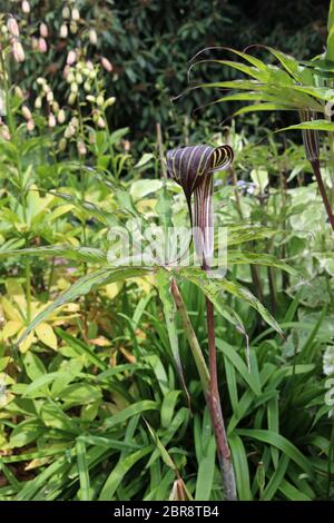 Cobra Lily (Arisaema consanguineum) in Blüte mit einem Hintergrund der Blätter von der gleichen Pflanze und anderen unscharf Vegetation in einem Garten. Stockfoto